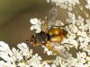 Tachina sp.